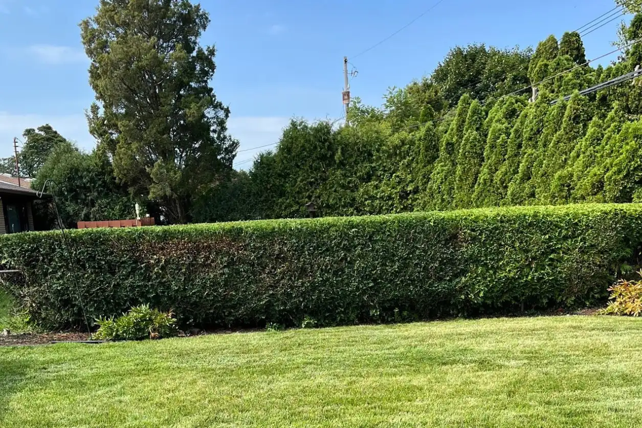 Hedge & Shrub Trimming In Dimondale, MI