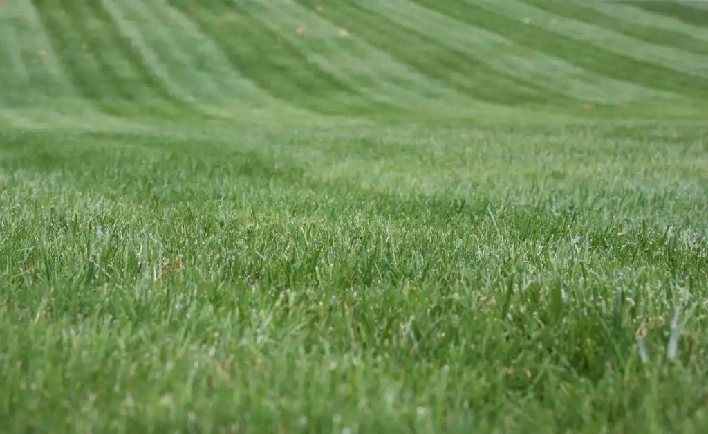 Core aeration equipment pulling soil plugs from a lawn