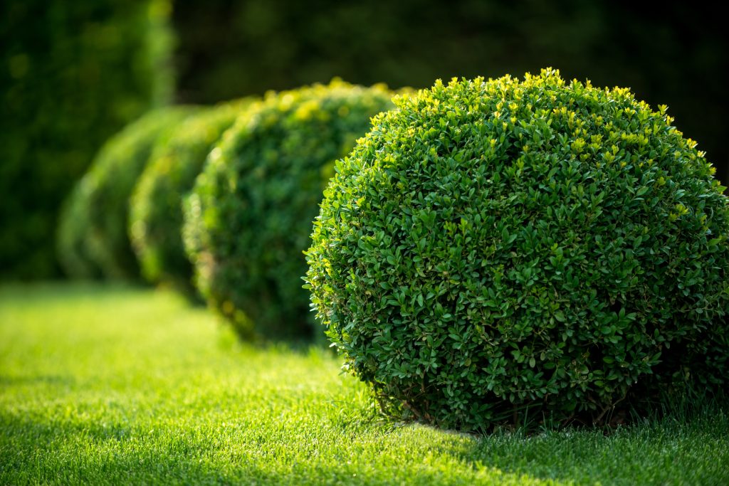 shrub trimming near me Lansing MI
