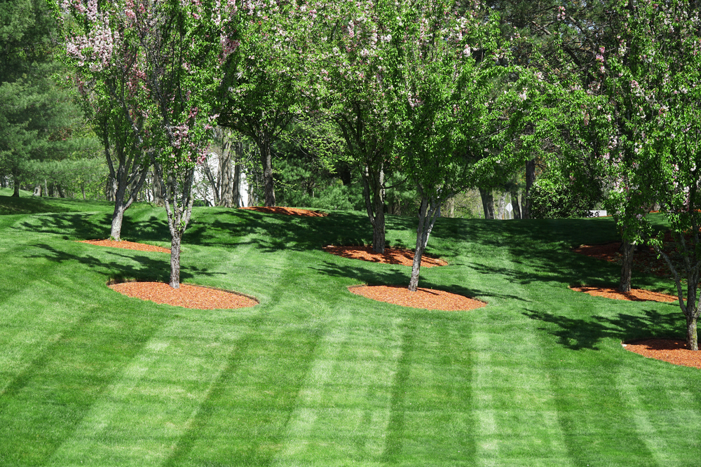 landscaping and lawn care Holt MI