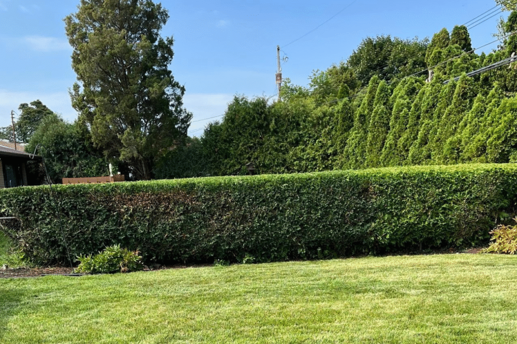 Hedge & Shrub Trimming In Dimondale, MI